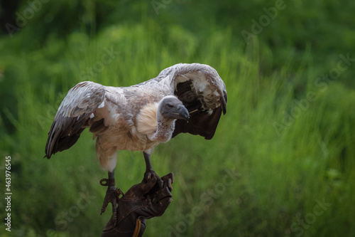 A white-backed vulture closeup in a falcrony in saarburg, copy space photo