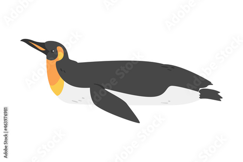 Emperor Penguin as Aquatic Flightless Bird with Flippers for Swimming in Lying Pose Vector Illustration
