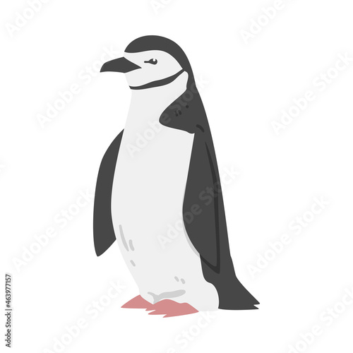 Fotografija Chinstrap Penguin as Aquatic Flightless Bird with Flippers for Swimming in Stand