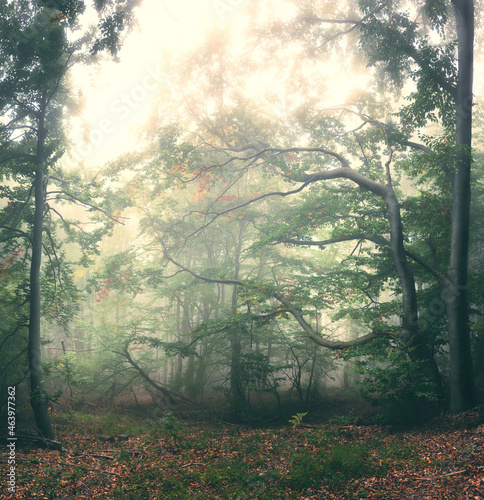Foggy mystic forest. Trees in autumn woodland in a fog..