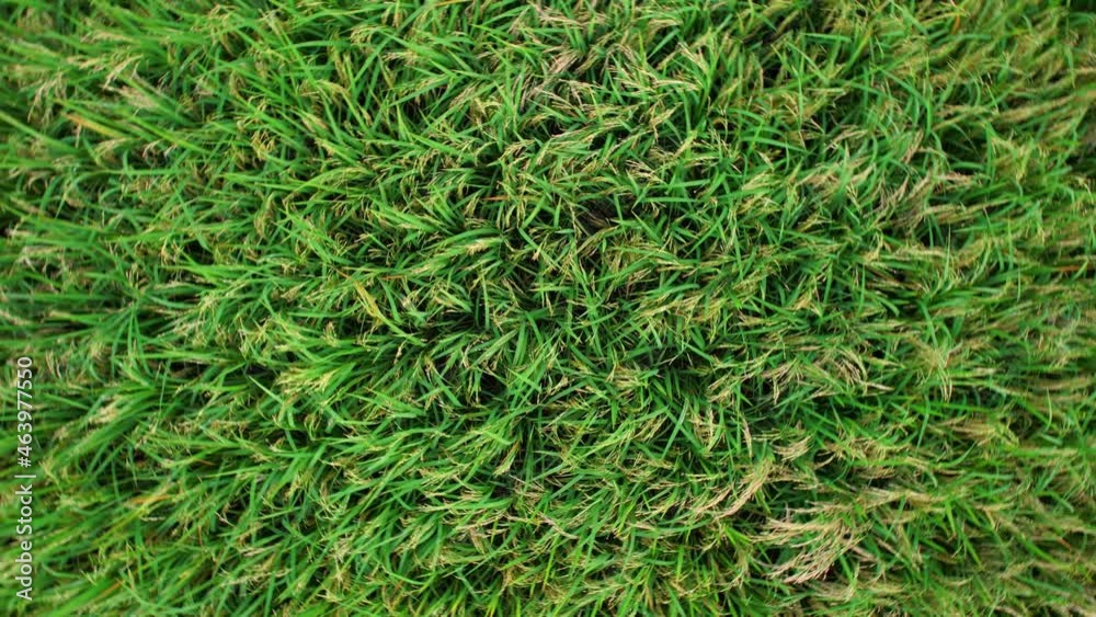 4K Aerial view of agriculture in rice fields for cultivation. a green rice field waving in the wind, Green rice plants growing. Natural the texture for background
4K Aerial view of agriculture in rice fields for cultivation. a green rice field waving in the wind, Green rice plants growing. Natural the texture for background