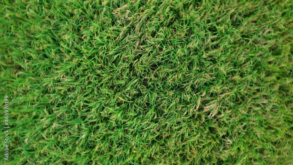 4K, A green rice field waving in the wind, Green rice plants growing. Nature Aerial footage
4K, A green rice field waving in the wind, Green rice plants growing. Nature Aerial footage