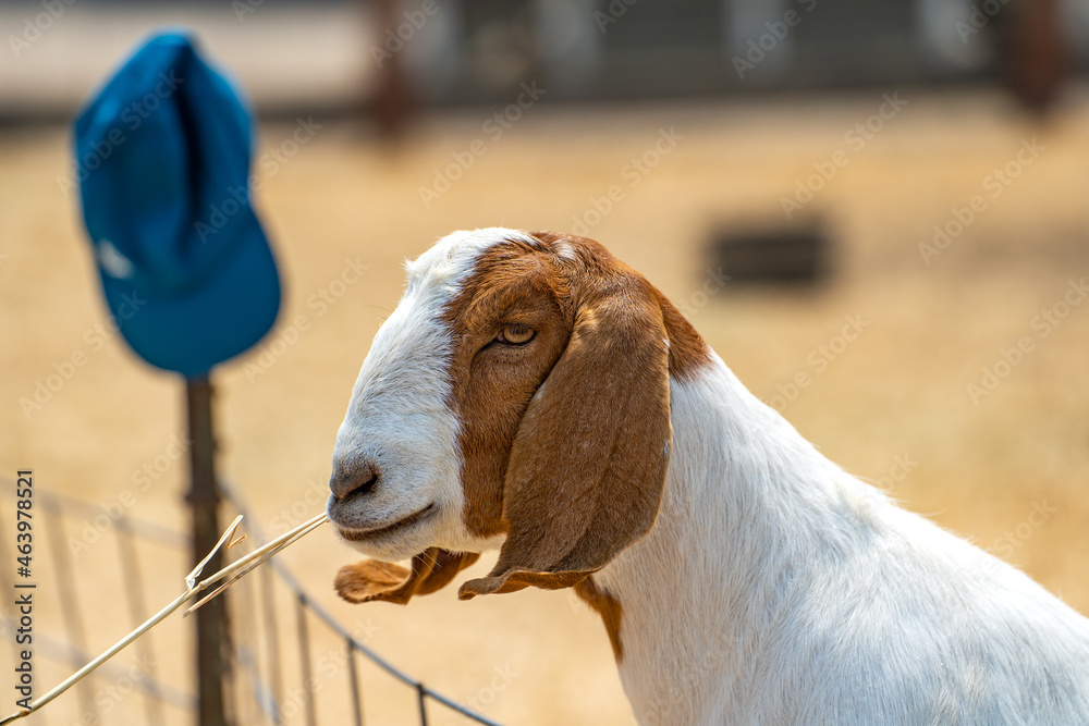 Fototapeta premium A goat eating dry grass. 