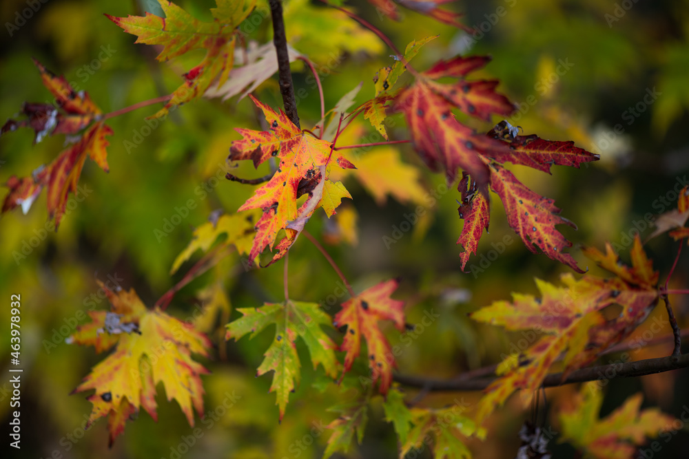Autumn foliage a bit broken on branches Autumn foliage a bit broken on branches