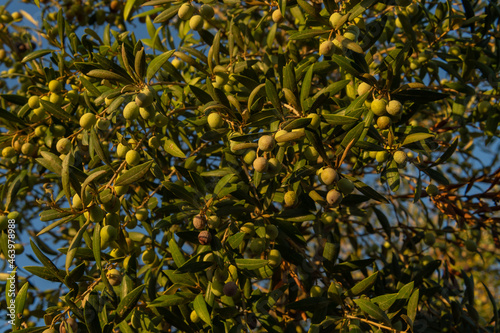 Close-up of olives on an olive tree, Olea europaea, at dawn on a sunny day. Image of the Mediterranean diet and culture. Island of Mallorca, Spain