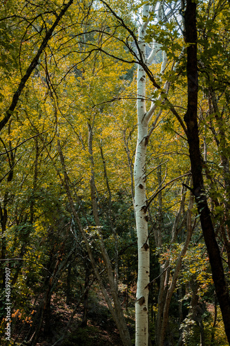 aspen tree in autumn