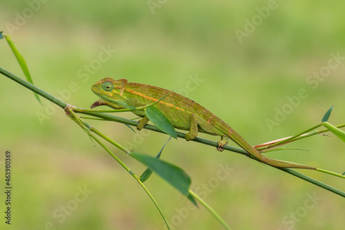 Coarse Chameleon - Trioceros rudis, beautiful colored lizard from African forests, Rwenzori, Uganda.