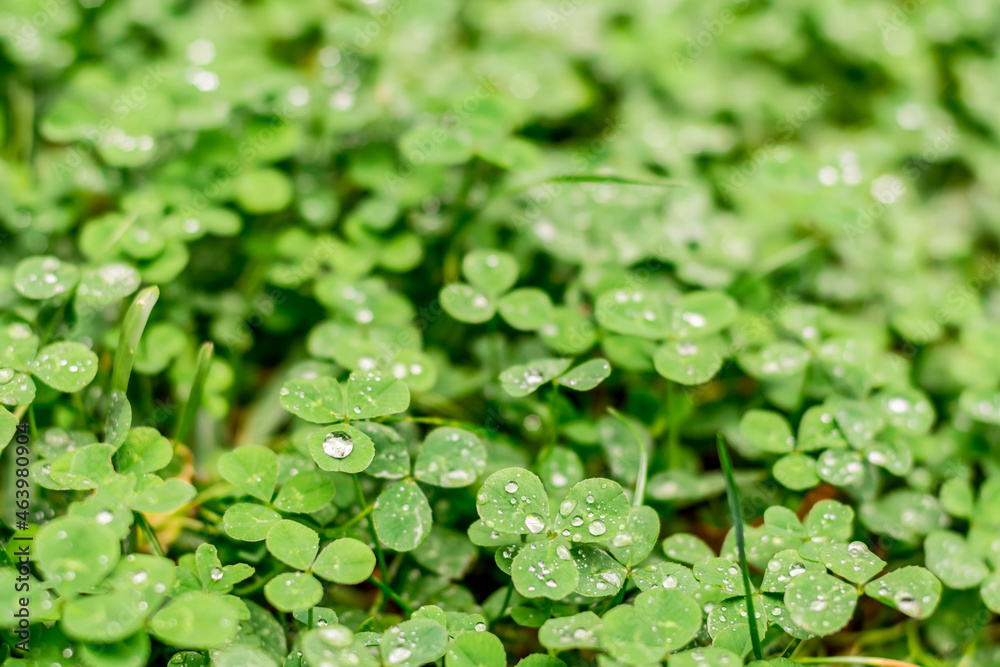 Green clover trefoil meadow after the rain with raindrops on the leaves. Green nature background Green clover trefoil meadow after the rain with raindrops on the leaves. Green nature background