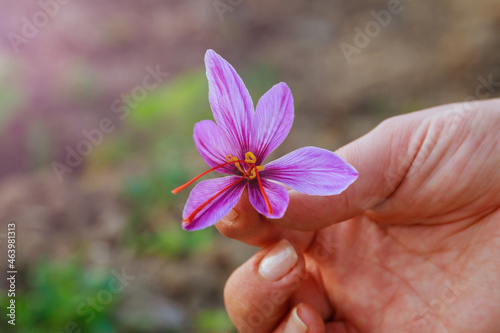 Hand hold with purple saffron during harvesting