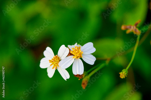 closeup white daisy blooming on green leaves background