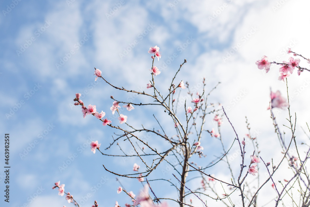 pink blossom flowers in Adelaide, South Australia from a blossom tree in spring, against a blue background pink blossom flowers in Adelaide, South Australia from a blossom tree in spring, against a blue background
