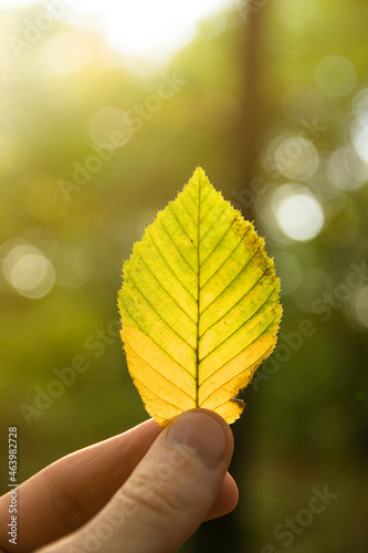 Hand holds a yellow orange green autumn leaf on a background of autumn forest.Autumn mood. Fall season.sunny background