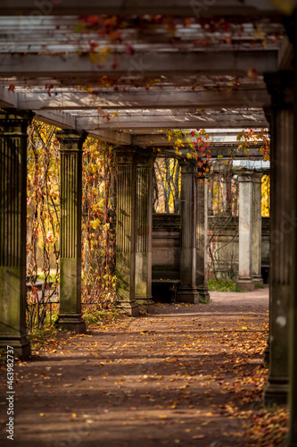 Autumn in the Catherine Park in the city of Pushkin. An old avenue with columns  strewn with autumn leaves. Kagulsky  Rumyantsevsky  obelisk.