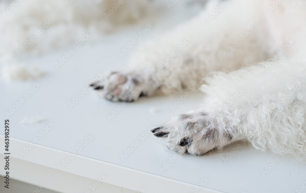 Paws of groomed bichon frise or poodle dog in salon Paws of groomed bichon frise or poodle dog in salon