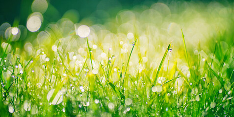 Very beautiful wide-format photo of green grass close-up in an early spring or summer morning, with dew or rain drops on the blades of grass and light bokeh in the morning sun.