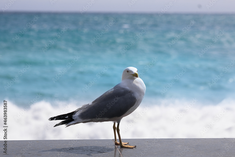 Obraz premium Seagull on the beach in summer. On the ocean shore. The sea and the seagull. Sea bird.