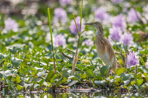 Squacco Heron - Ardeola ralloides, small beautiful heron from Euroasian swamps and marsches, Queen Elizabeth National Park, Uganda. photo