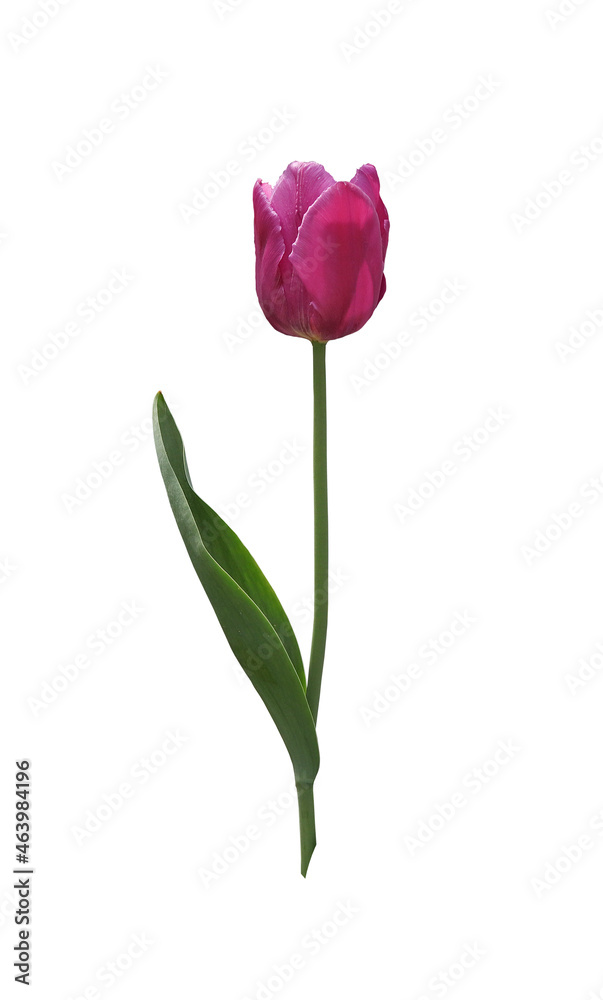 Purple tulip flower.