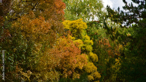 Yellowing leaves and last flowers in autumn. Fallen leaves and autumn landscape. photo