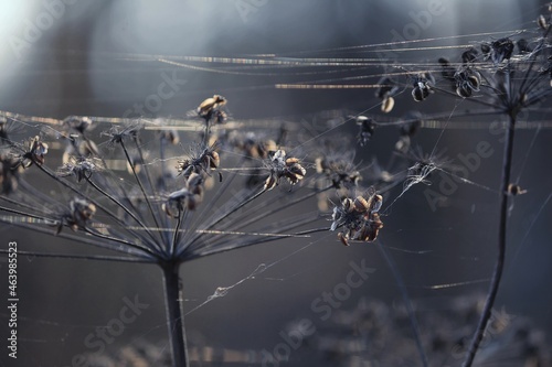 Dry inflorescences of an umbrella plant in sunlight on an autumn day. Heads of dry umbrella plants and spider webs in the cold blue light of an autumn morning. Horizontal.