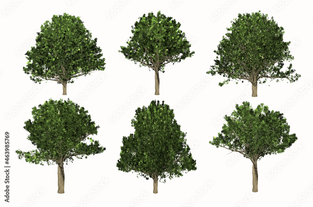 Beautiful six big green Oaks on white background Beautiful six big green Oaks on white background