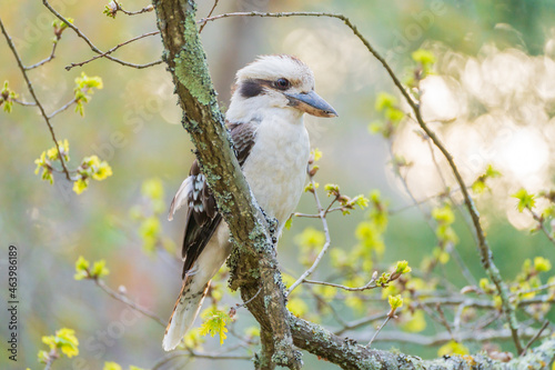 A kookaburra sitting on the branch of a tree photo
