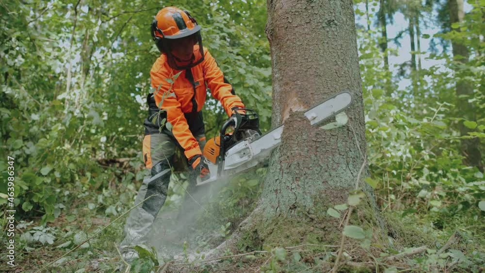 Female logger in the forest, young woman specialist in protective gear cuts a tree with a chainsaw, works on deforestation.