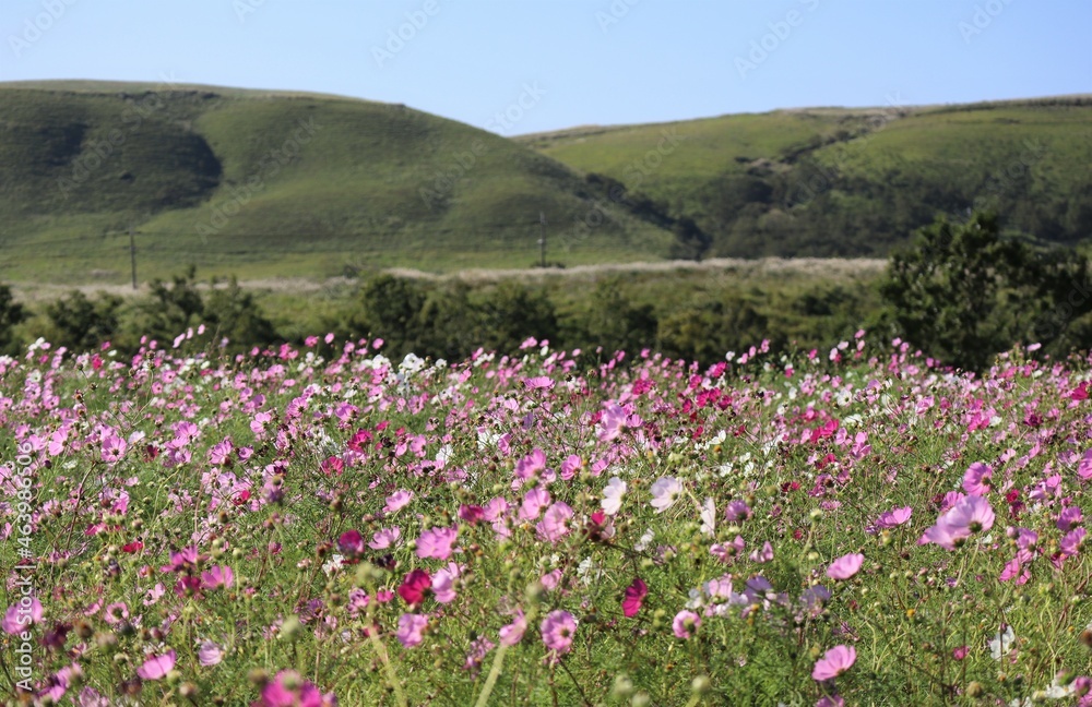Beautiful cosmos flowers blooming in the mountains Beautiful cosmos flowers blooming in the mountains