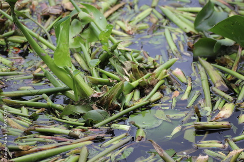 water hyacinth , Eichhornia crassipe (C.Mart) Solms photo