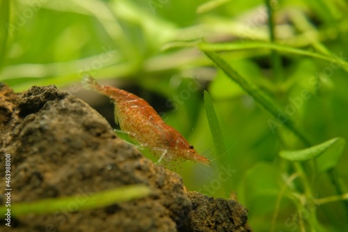 freshwater shrimp, neocaridina davidi