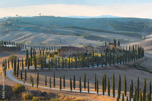 vineyard in the morning