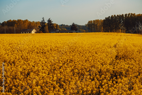 Campo di colza giallo