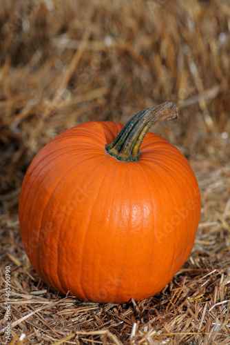 Halloween pumpkin on hay in rustic style. Single ripe orange field pumpkin on sunny autumn day. Copy space.