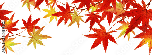 Horizontal frame with colorful maple leaves on the top. Botanical illustration of a vector with a watercolor texture. Transparent background decorated with autumn colors of yellow, orange and red. 