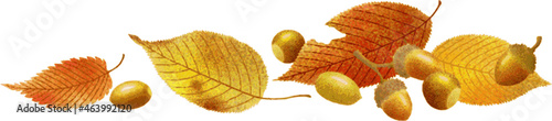 Fallen leaves and acorns on a transparent background to decorate the corners and bottom of cards and spaces. Botanical illustration of a vector with a watercolor texture.