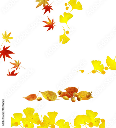 Autumn frame to decorate the corners and bottom of cards and space. Fallen leaves such as maple and ginkgo on a transparent background. Botanical illustration of a vector with a watercolor texture.
 
