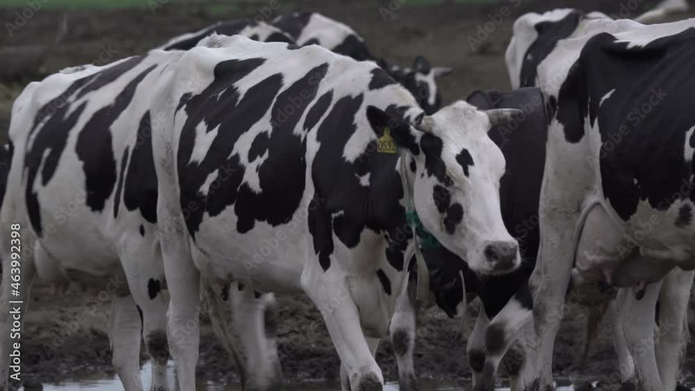 Herd of fattening cows at the feedlot. Milk and Meat Industry. Herd of fattening cows at the feedlot. Milk and Meat Industry.
