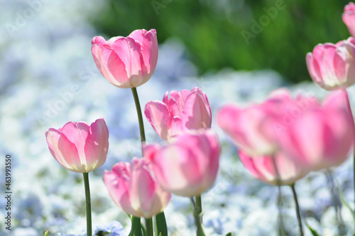 Tulpen mit transparenten Blüten
