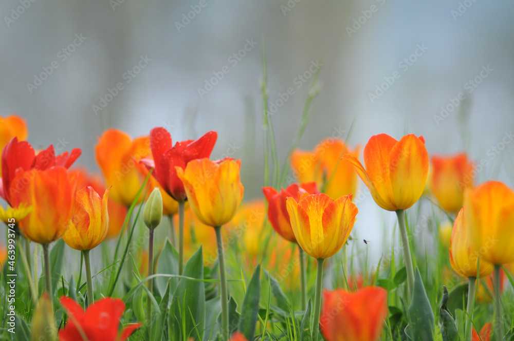Obraz premium Tulpen mit transparenten Blüten