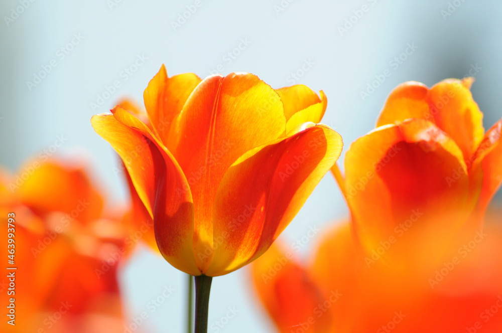Tulpen Tulpen