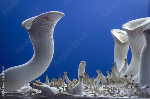 King oyster mushrooms photo