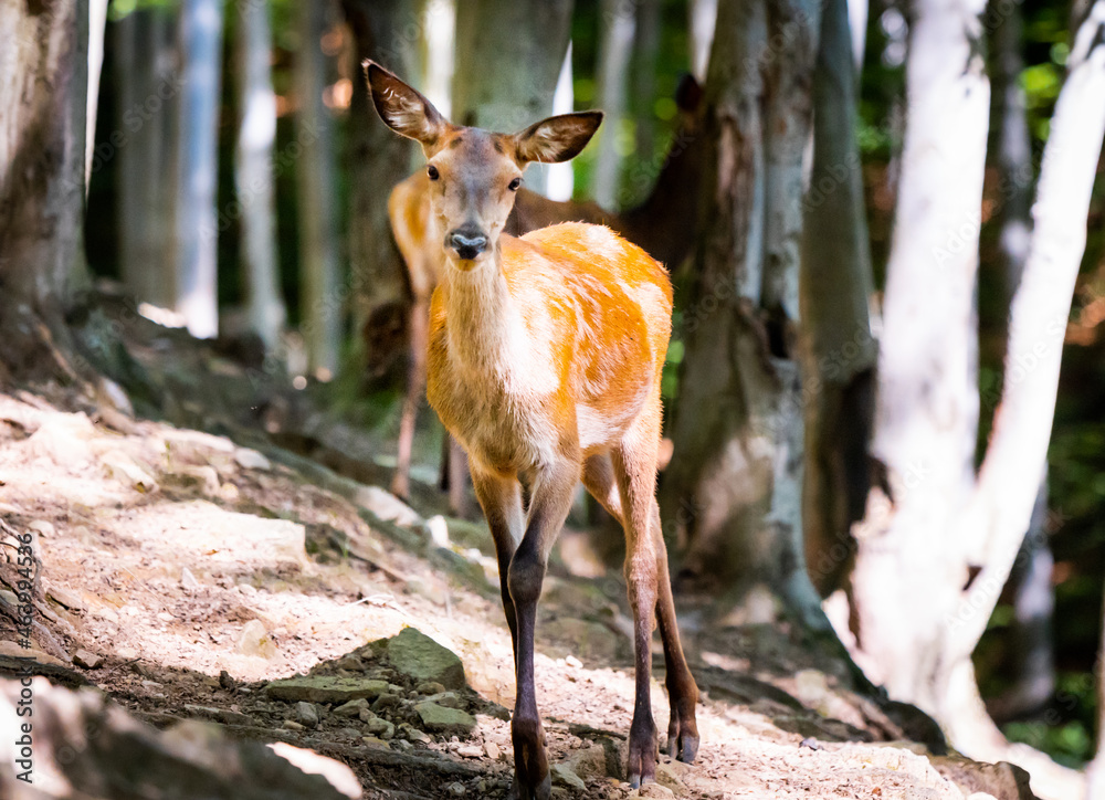 Wild deer in the forest