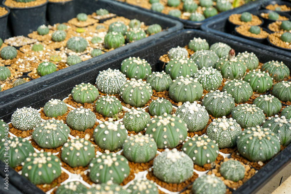 Close up of Astrophytum cactus in black plastic pot 