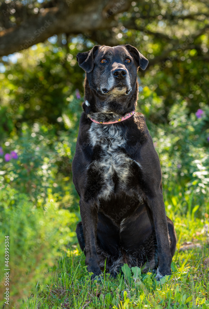 The old black dog is waiting for its owner. Summer time. The old black dog is waiting for its owner. Summer time.