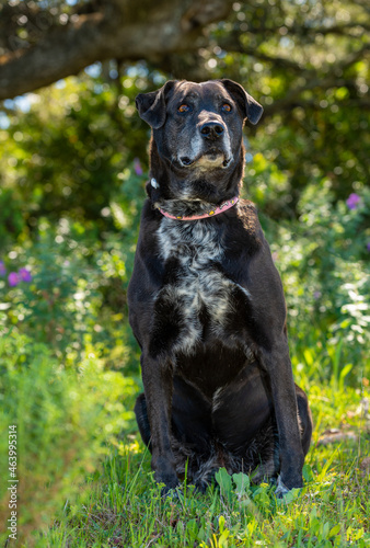 The old black dog is waiting for its owner. Summer time. 