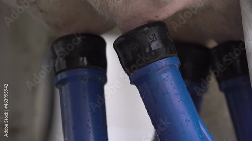 Automated process of a modern milking machine. The cows udder. milking cows with a milking machine. The process of cows getting milked at a dairy factory.