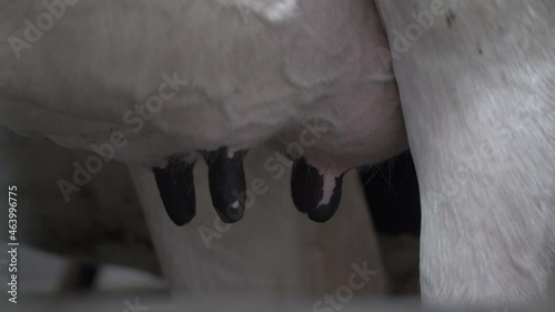 A milkmaid connects the milking machine to the nipples of a cow. The cows udder. milking cows with a milking machine. The process of cows getting milked at a dairy factory.
