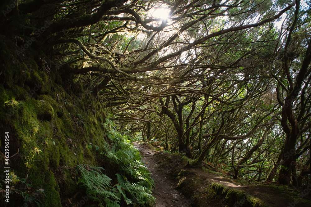 Obraz premium Magical deep cloudy forest in Anaga rural park, Tenerife, the tree lined path, Canary Islands, sunny weather