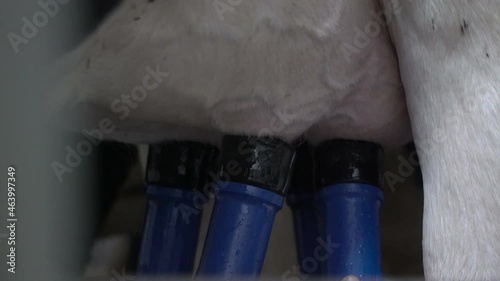 A milkmaid connects the milking machine to the nipples of a cow. The cows udder. milking cows with a milking machine. The process of cows getting milked at a dairy factory.