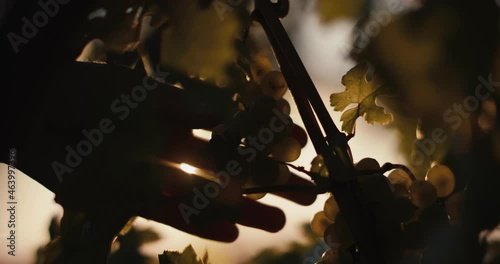 Female hand picks harvest grapes vineyard scissors golden sun flares photo